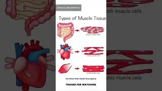 Types of Muscle Tissue .....#shorts #mathsscienceandtech #science #biology