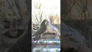 Beak Rivalry: Grey vs. White Pigeon at the Feeder! 🕊️🌿 | Urban Birds Survival | #pigeon #survival