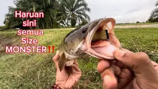 Casting HARUAN Size Padu‼️DRAVE Skoda Popper Frog‼️HARUAN SELANGOR #002 #snakehead #casting