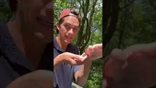 Are Millipedes Pests?