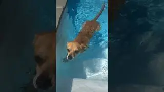 Small dog swimming in a big blue pool #shorts