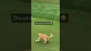 Typical orange cat activities 🐈⛳️