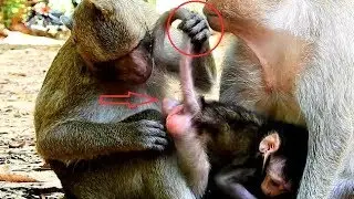 Baby..Baby ! Kari Wonder What Is This Baby Monkey?, Baby And Jill Are Under Con