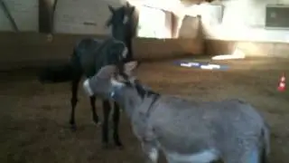 Another one: Doudou the little donkey dances with the big black stallion