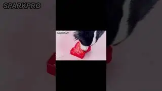 Christmas Silicone Dog Feeding Bowl 2 In 1 Dog Licking Mat#puppy #pets #youtube  #doglife