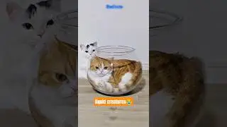 cats is liquid creatures😭 #cat #funny #facts #shorts