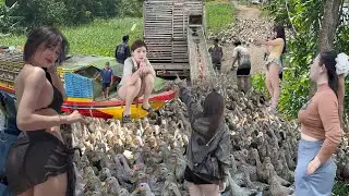 Ducks running in the flood season, ducks running in droves to find food