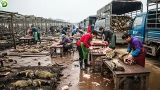 Inside Modern Mink Processing Factory - Exploring Denmark's Billion Dollar Mink Farming Industry