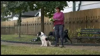 Dogs think  humans make chocolate using poop