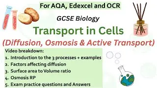 GCSE Biology- Transport in Cells Explained |Diffusion,Osmosis(RP),Active Transport|AQA, Edexcel, OCR