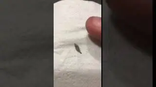 Case Making Clothes Moth Eggs