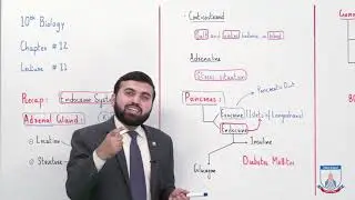 Class 10 - Biology - Chapter 12 - Lecture 11 Endocrine System (Part 2) - Allied Schools