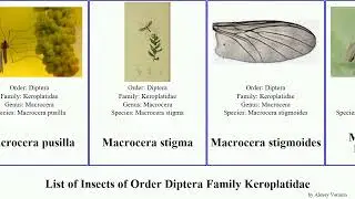 List of Insects of Order Diptera Family Keroplatidae macrocera stigma parva pusilla marginata Staf