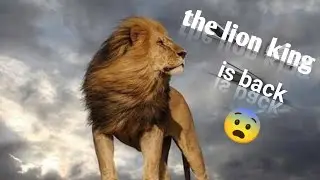 lions dreaming #creative 😨😨😨😨😨#cat #creativecat #viralvideo #youtube