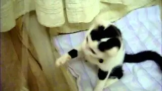 Sherlock Holmes the Cat!