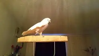 Pebbles talks coffee