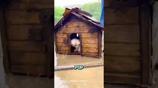 Этот мужчина нашёл дрожащего от холода щенка под дождём... Вы не поверите, какая у него новая жиз...