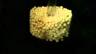 Tlf biopellets reactor