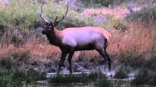 Wallowing Elk