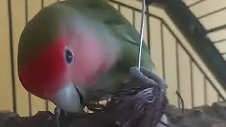 Nap The Lovebird  - Beak Attack ! #lovebird #cute #funny #bird #entertainment