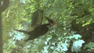 Pileated Woodpecker