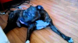 Max & Qwazaar playing
