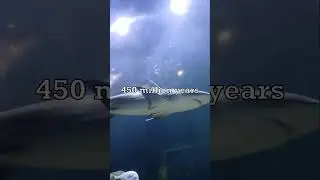 Sharks Are Older Than Trees