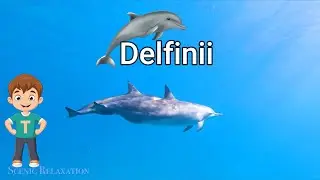 Curiozitati despre delfini ( Magia lui Tudor )