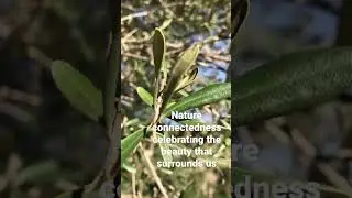 Nature Connection Pathway: Beauty