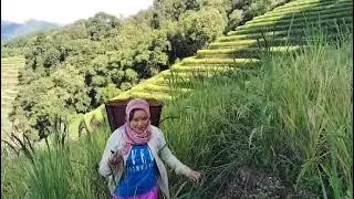 Ammo Amlu Gatdung Silo Aseng e Ngo 👍👍