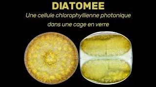 Diatomées   Cellules chlorophylliennes siliceuses augmentées par photonique dominantes dans le phyto