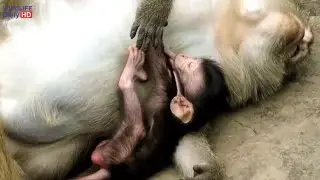 OMG!! Why Mother Monkey Do Like This To Newborn Baby Monkey, Newborn Baby Monkey Look So Pity