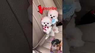 cute#dogs#shorts#video