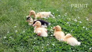 ducks sounds and 10 Lines on Duck for Kids in English/Essay on Duck/prinit chennal