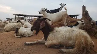 Understanding Goat Feeds (Pastures) and Number of Goats to Accommodate in One Acre Piece of Land