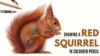 Timelapse | Drawing a Red Squirrel in Colored Pencil | Realistic Wildlife Drawing