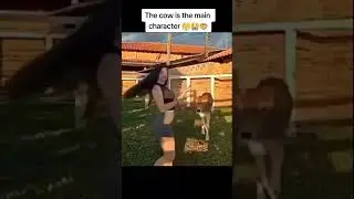 #funnyshorts #animals #cow #funnycowvideo #funnyanimals #hairflip #funny #goofy