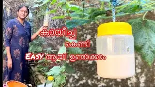 കായീച്ച കെണി / ഈച്ചയെ കെണിവെച്ചു പിടിക്കാം 