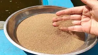 Pakan Larva Ikan Nila Protein Tinggi @irmarahmawati3378