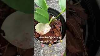 තරහයි👎👎 #srilanka #shortvideo #hishi #plants #indoorplantplantnursery #flowers #gardeningflowers