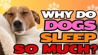 Why Do Dogs Sleep So Much? 🐶💤