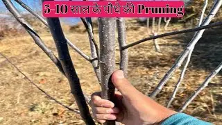 5 से 10 साल के पौधे की Pruning Technique | Apple Pruning | Himalayan Farming | Live Update