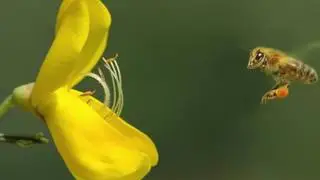 Top 10 Wild Plants That Can Eat Animals Alive ...
