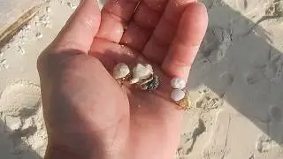 Hermite Crabs! What's in the hand?