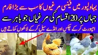Top fancy hen farming business| fancy hen beginning farm 