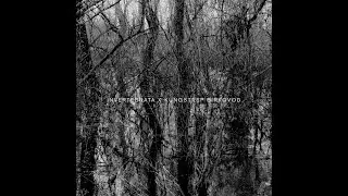 INVERTEBRATA X KUNGSTREP BIRKOVOD - PART 03