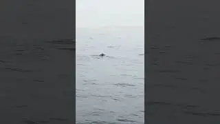 whale watching mirissa