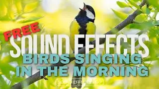 Birds Singing In The Morning Sound Effect - No Copyright - FREE Sound Effects