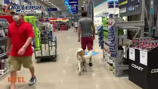 6 Month Old St.Bernard | Best St. Bernard Training | Off Leash K9 | Board & Train | Oklahoma