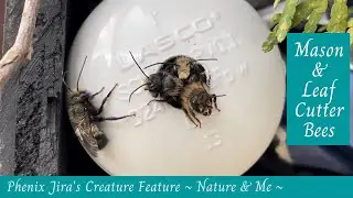 Mason Bees & Leaf Cutter Bees - Creature Feature